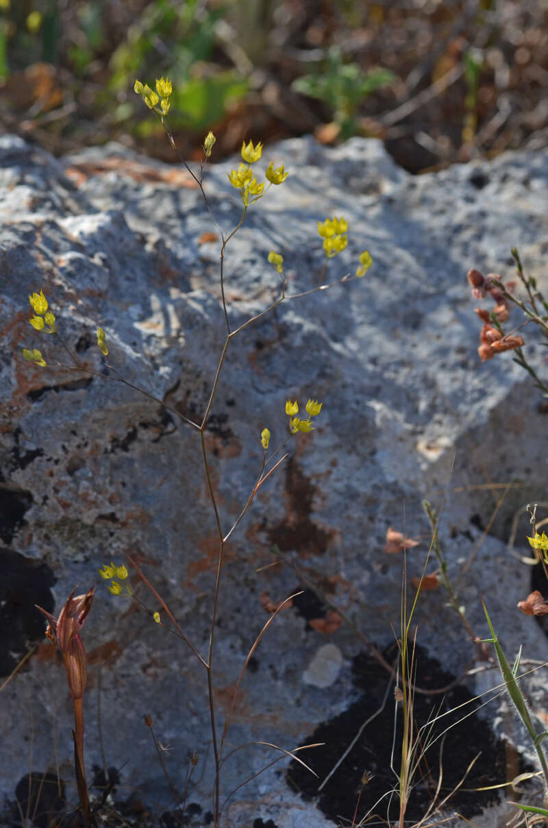 Imagem de Bupleurum gracile D' Urv.