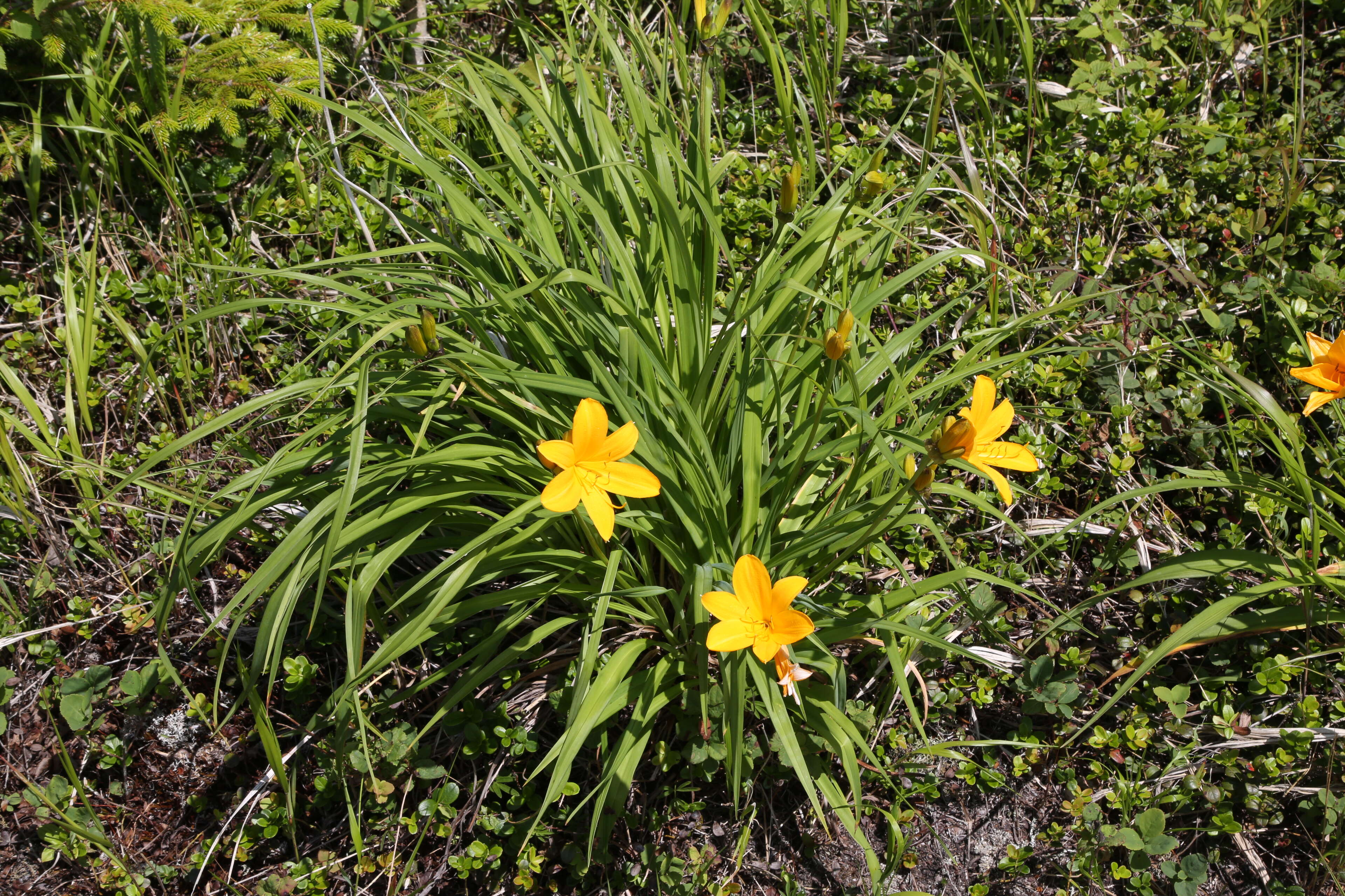 Image of Amur daylily