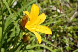 Image of Amur daylily