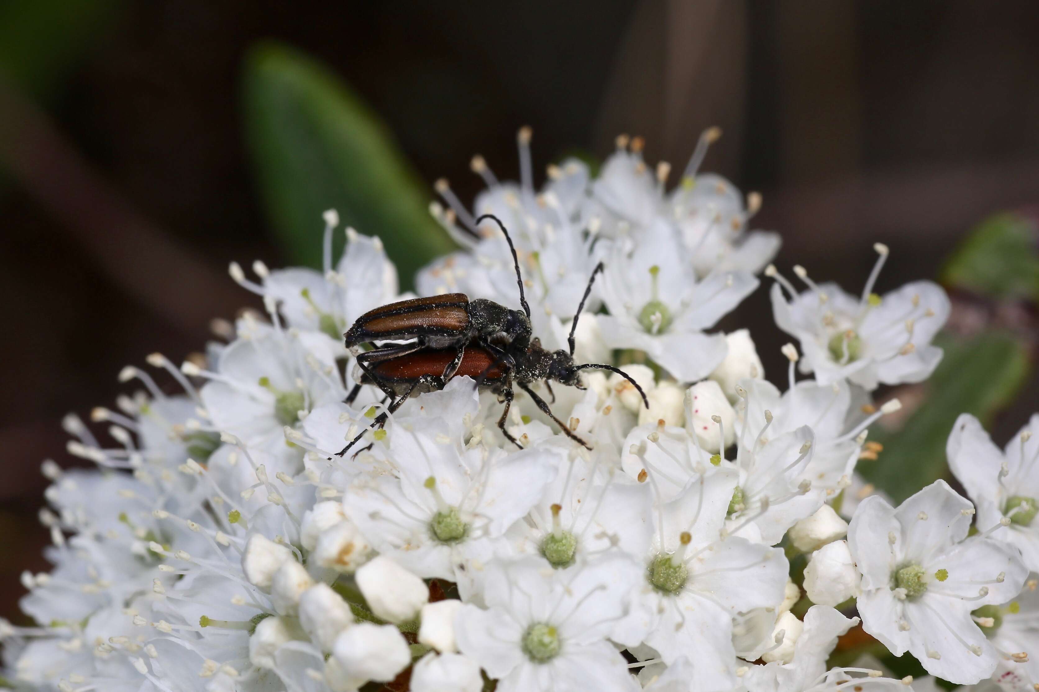 Image of Anastrangalia reyi sequensi