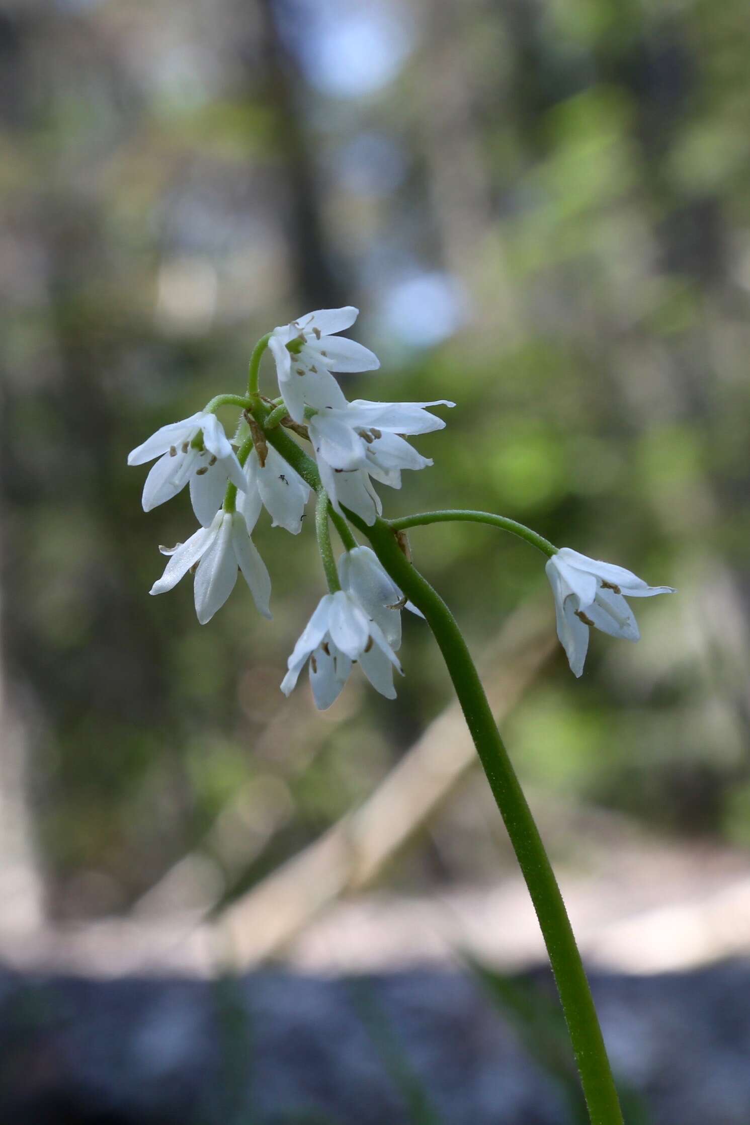 Image of Clintonia udensis Trautv. & C. A. Mey.