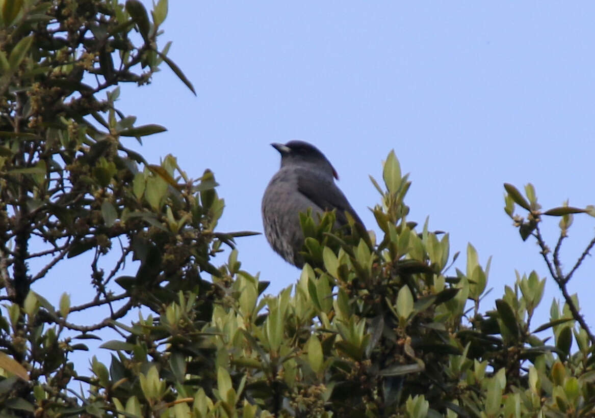 Image of Crested Cotingas