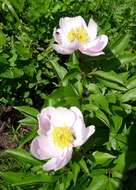 Plancia ëd Paeonia lactiflora Pall.