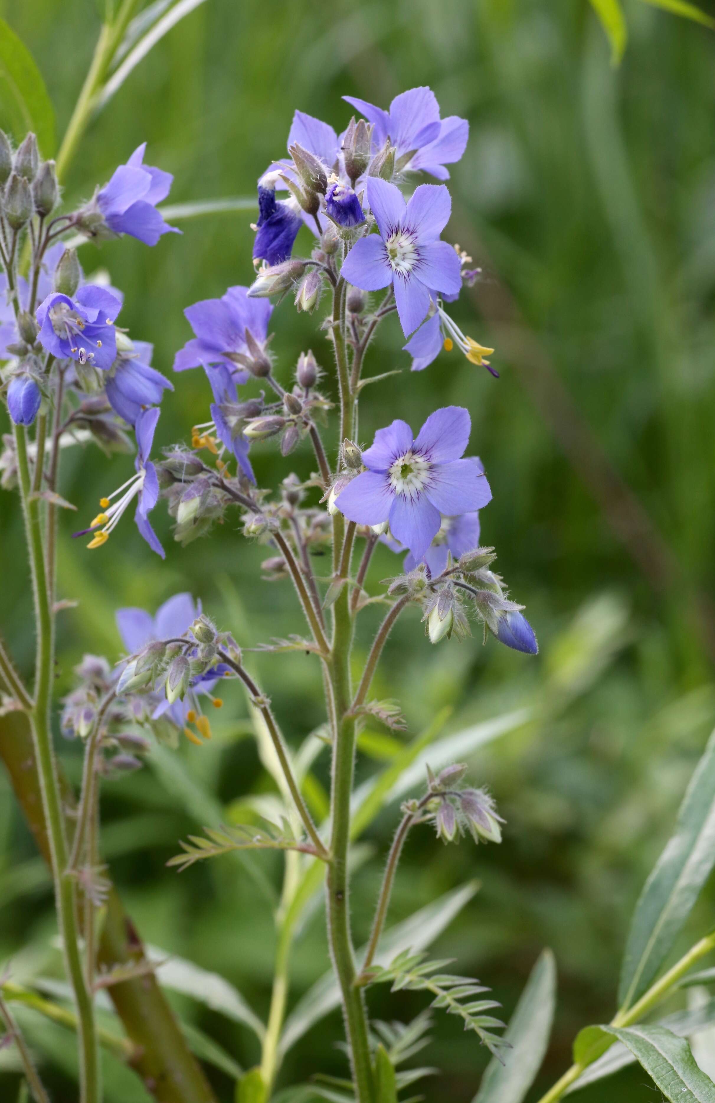 Image de Polémoine bleue