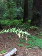 Elymus californicus (Bol. ex Thurb.) Gould的圖片