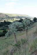 Image of Highveld Cabbage Tree