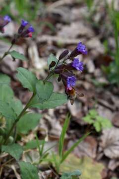 Plancia ëd Pulmonaria obscura Dumort.