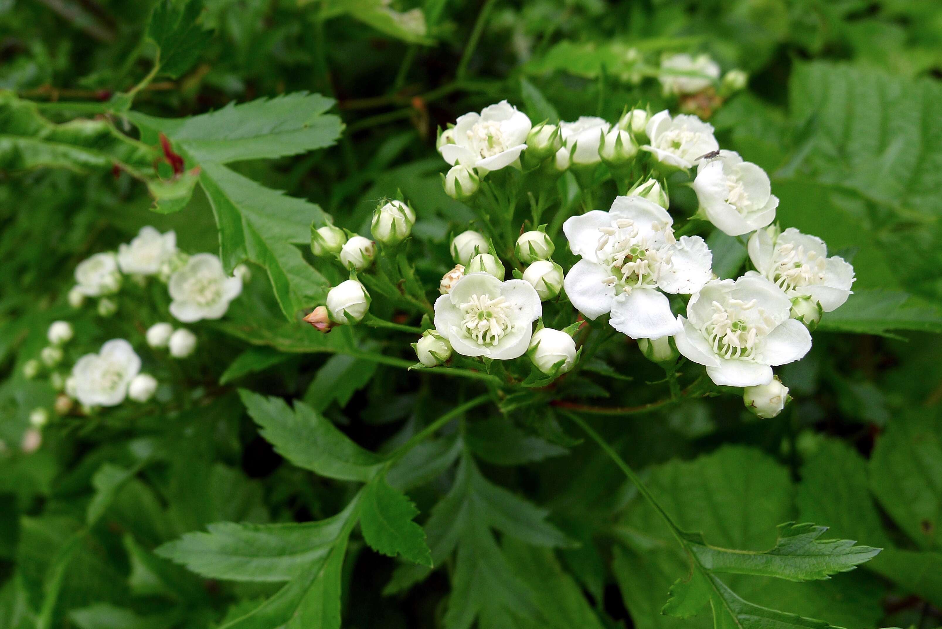 Image of Chinese Hawthorn