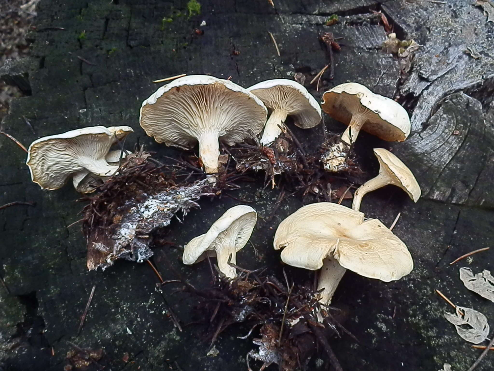 Image of Clitocybe phyllophila (Pers.) P. Kumm.