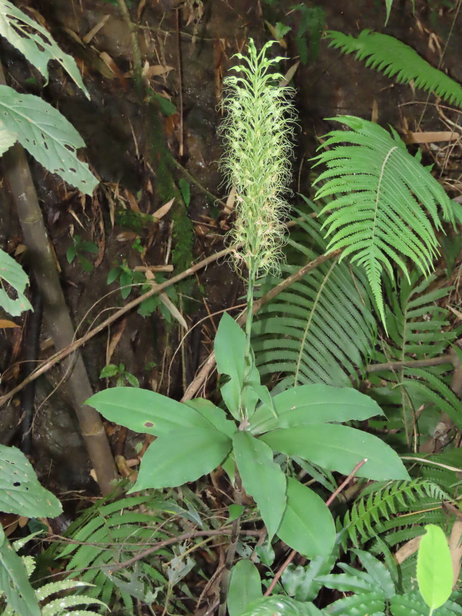 Habenaria pantlingiana Kraenzl. resmi