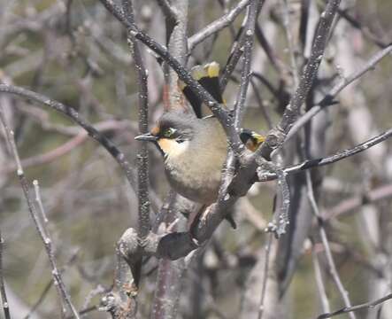 Image of Variegated Laughingthrush