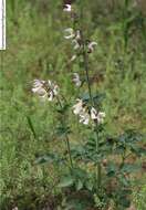 Image of red sage