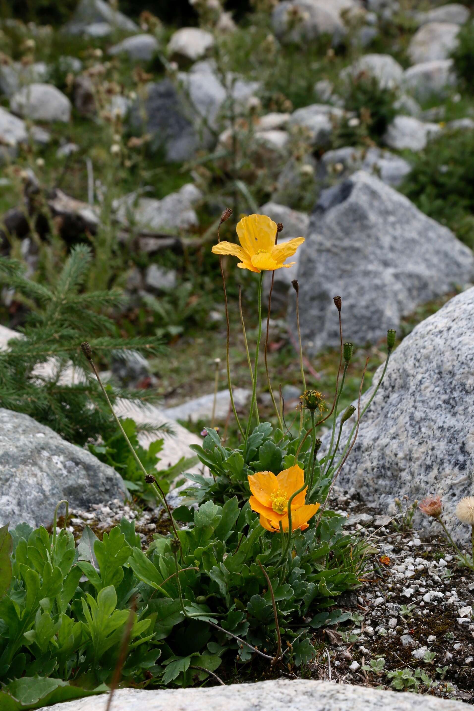 Image of Iceland Poppy