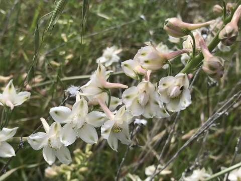 Image of foothill larkspur