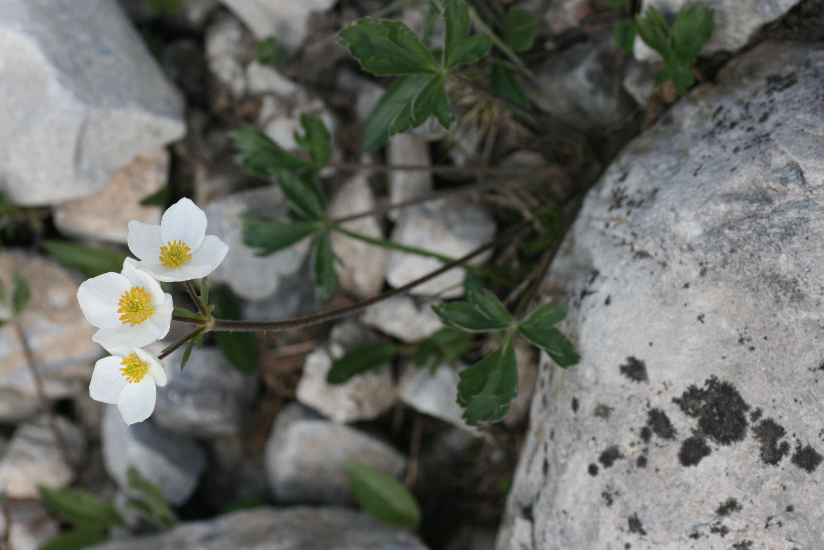 Imagem de Anemonastrum narcissiflorum subsp. narcissiflorum