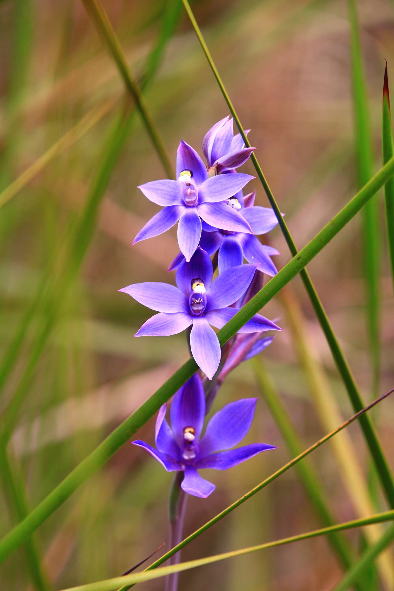 Sivun Thelymitra paludosa Jeanes kuva