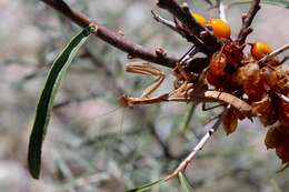 Image of Sea-buckthorn