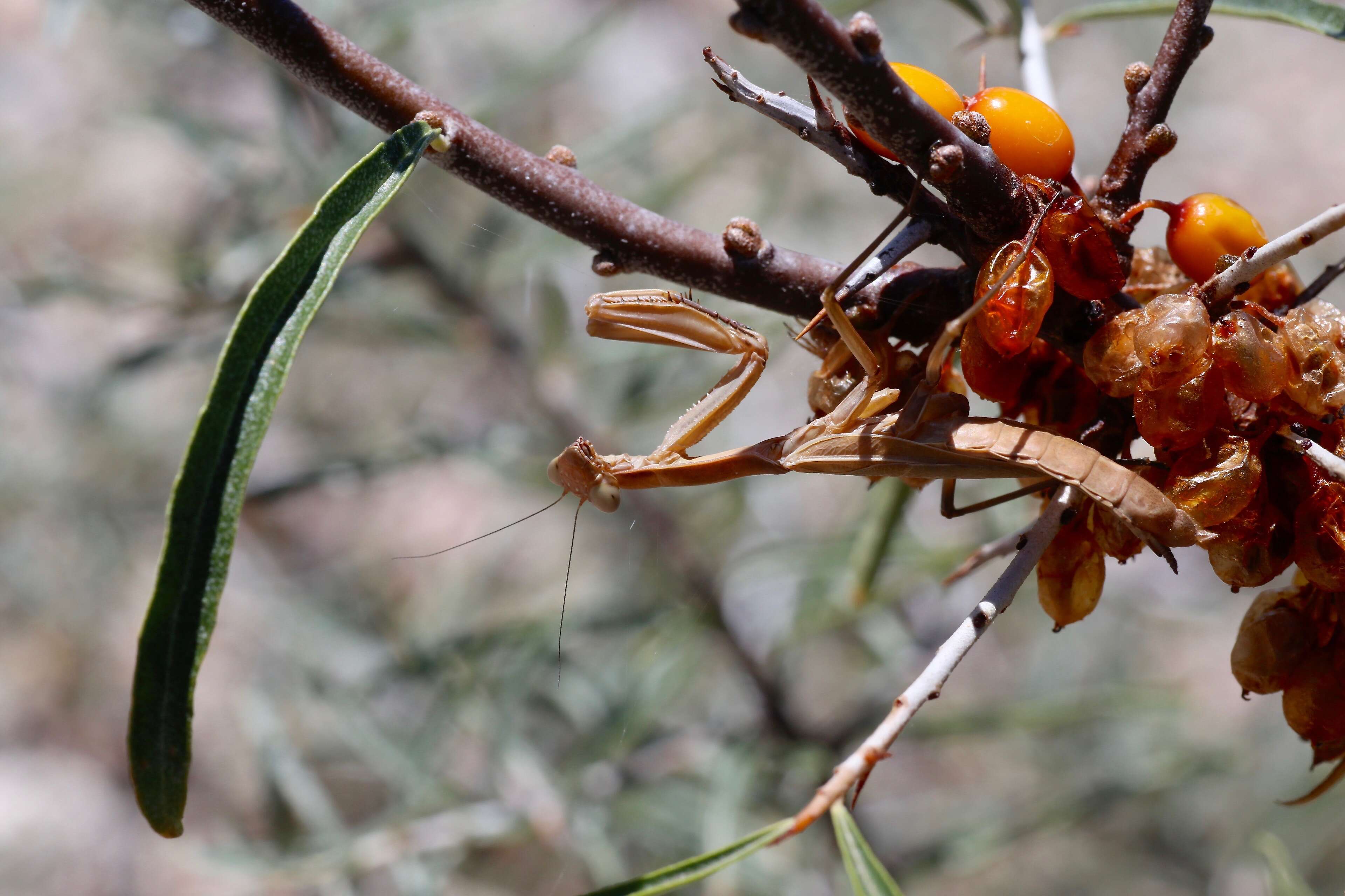 Imagem de Hippophae rhamnoides L.