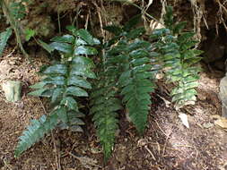 Image de Polystichum prionolepis Hayata