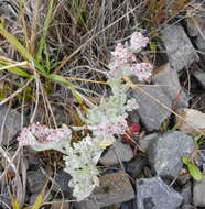Image of Vellereophyton dealbatum (Thunb.) Hilliard & Burtt