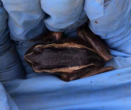 Image of Banded Wood Frog