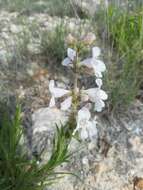 Image of Guadalupe beardtongue