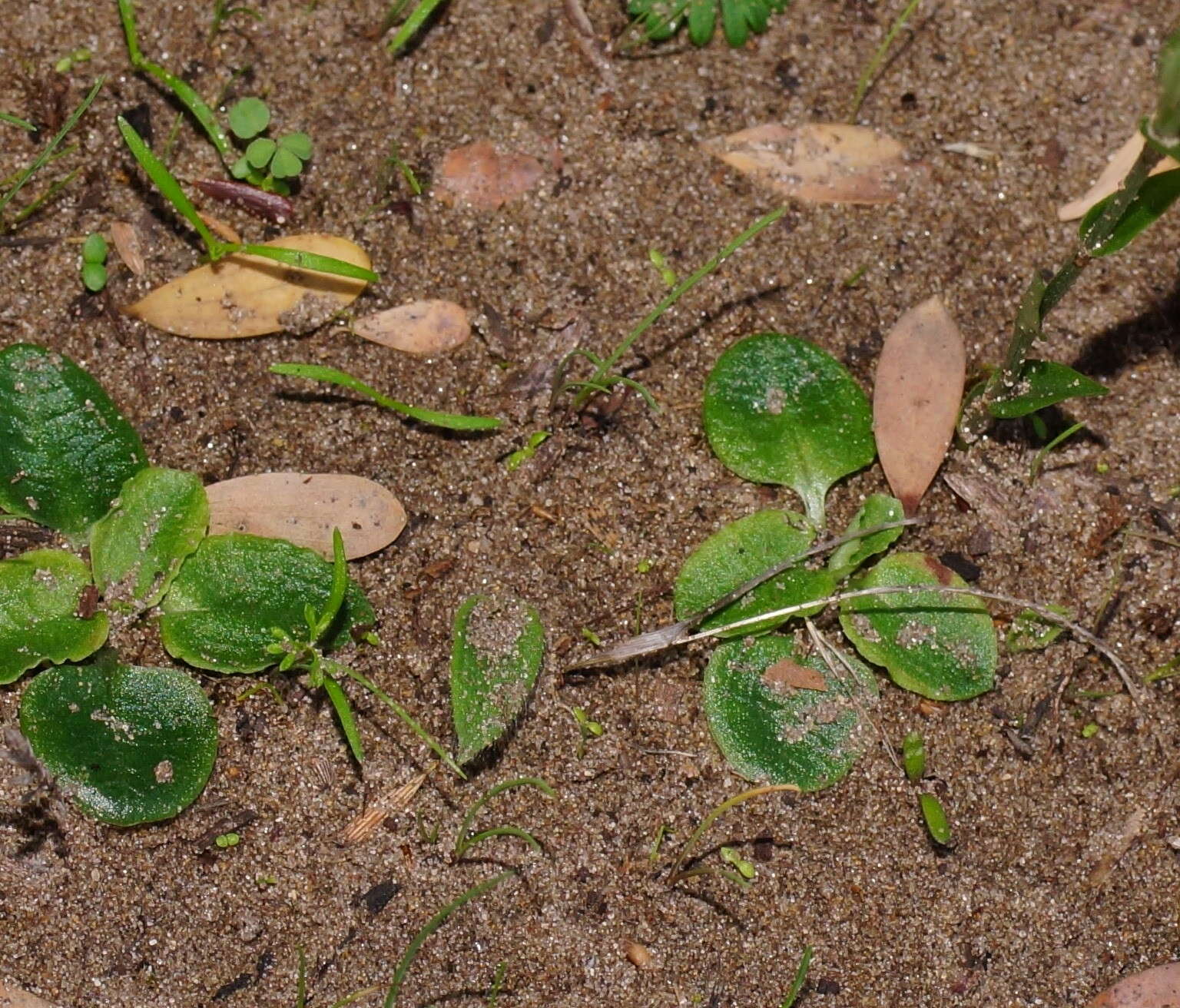 Image of Coastal greenhood