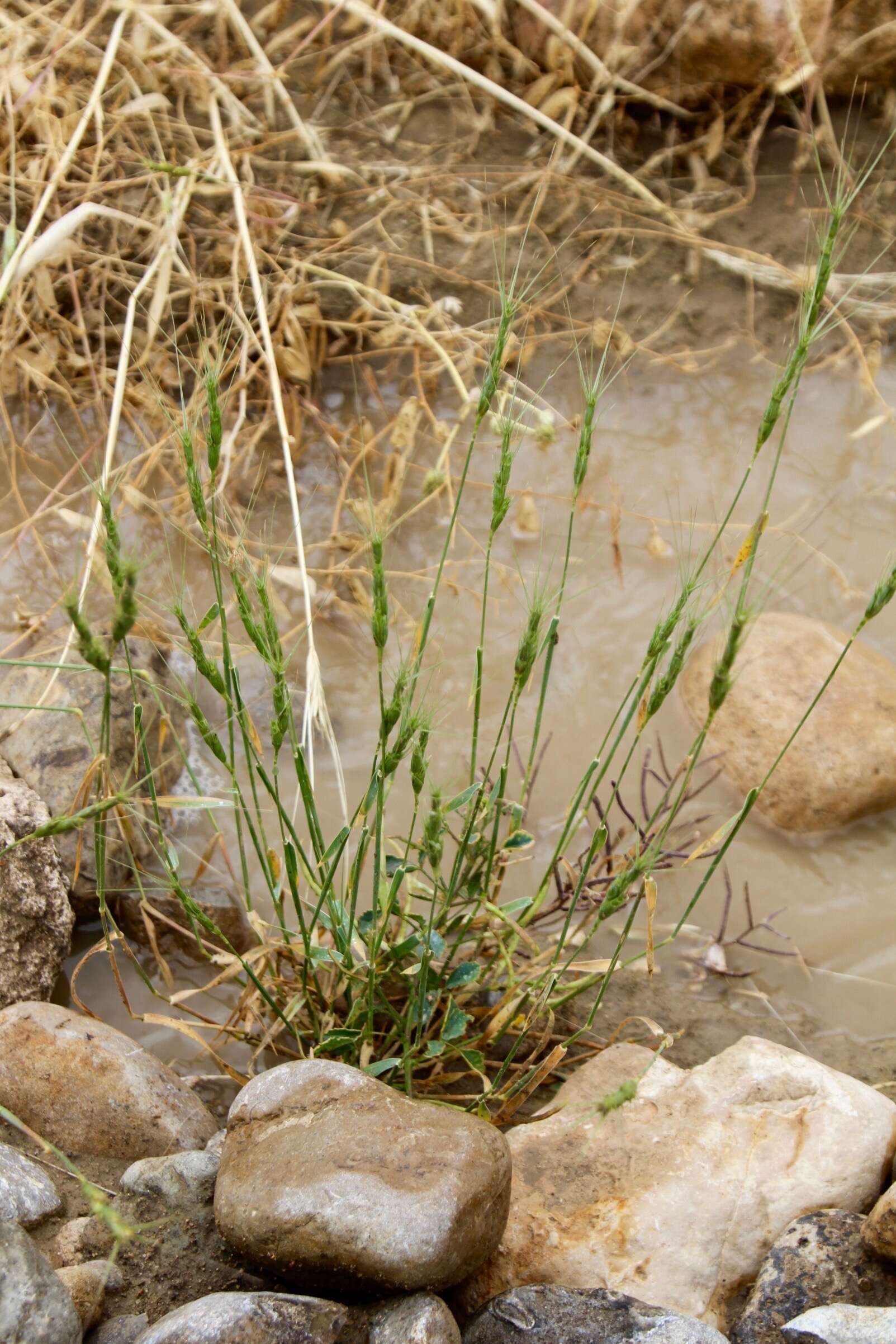 Image of barbed goatgrass