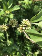 Image of buckthorn bully