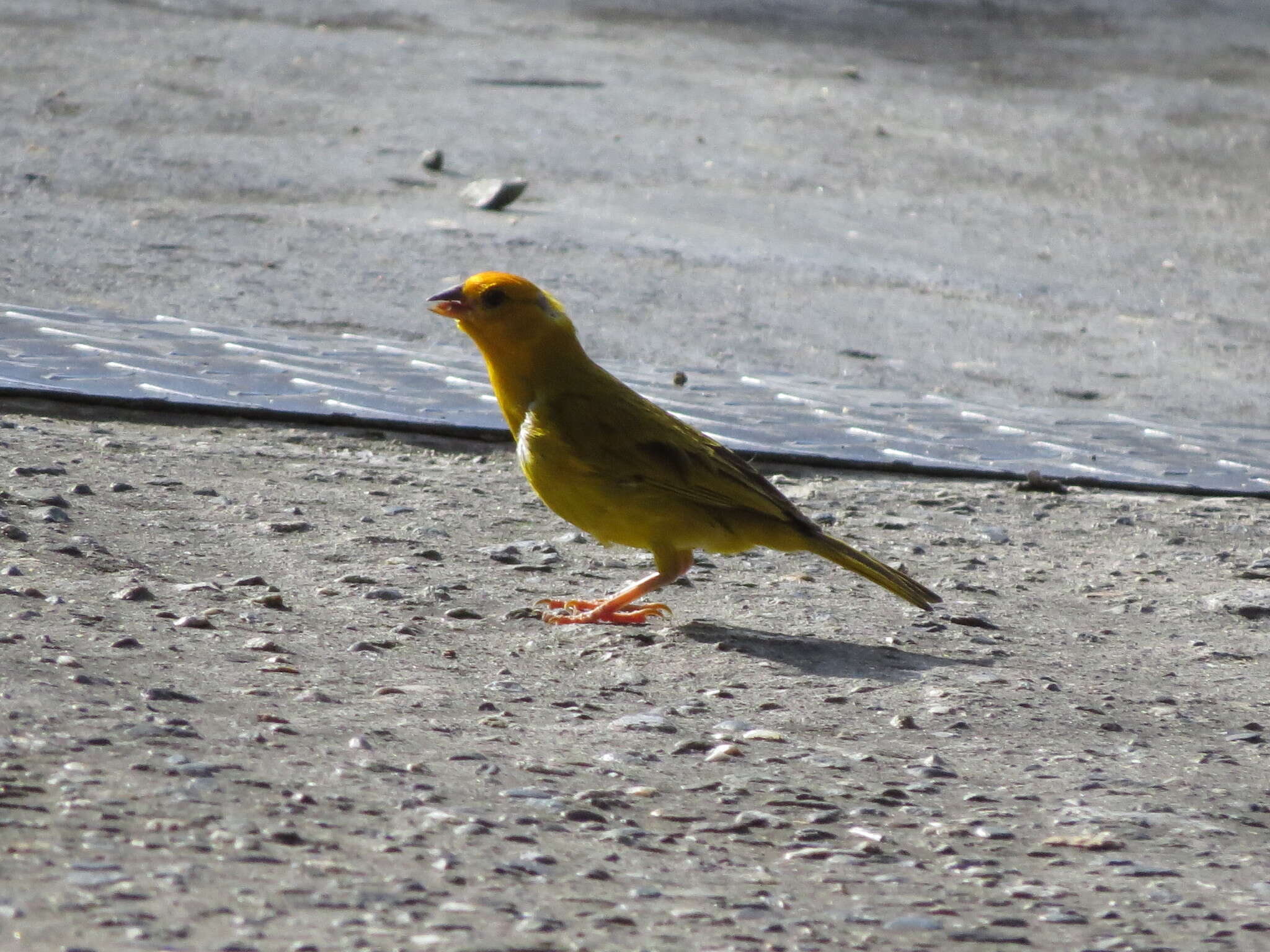 Image of Sicalis flaveola flaveola (Linnaeus 1766)