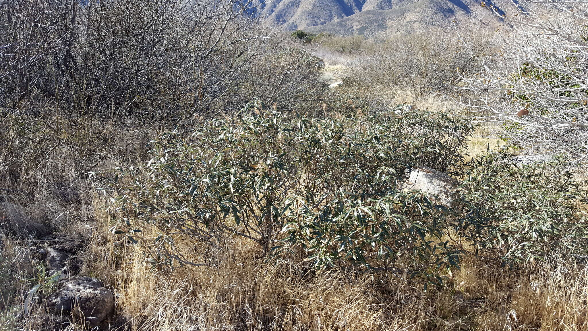 Image of hairy yerba santa