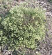 Image of Baccharis linearifolia (Lam.) Pers.