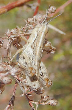 Image of Melanoplus bowditchi Scudder & S. H. 1878