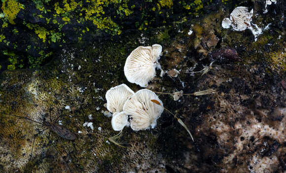 Image of Entoloma parasiticum (Quél.) Kreisel 1984