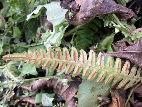 Image of Blechnum asplenioides Sw.