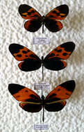 Image of Heliconius numata