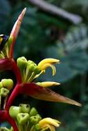 Image de Heliconia impudica Abalo & G. Morales