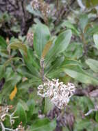 Image de Olearia avicenniifolia (Raoul) Hook. fil.