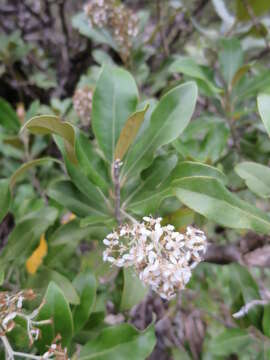 Image of Olearia avicenniifolia (Raoul) Hook. fil.