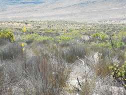 Image de Albuca clanwilliamae-gloria U. Müll.-Doblies