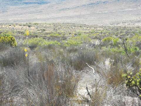 Image de Albuca clanwilliamae-gloria U. Müll.-Doblies