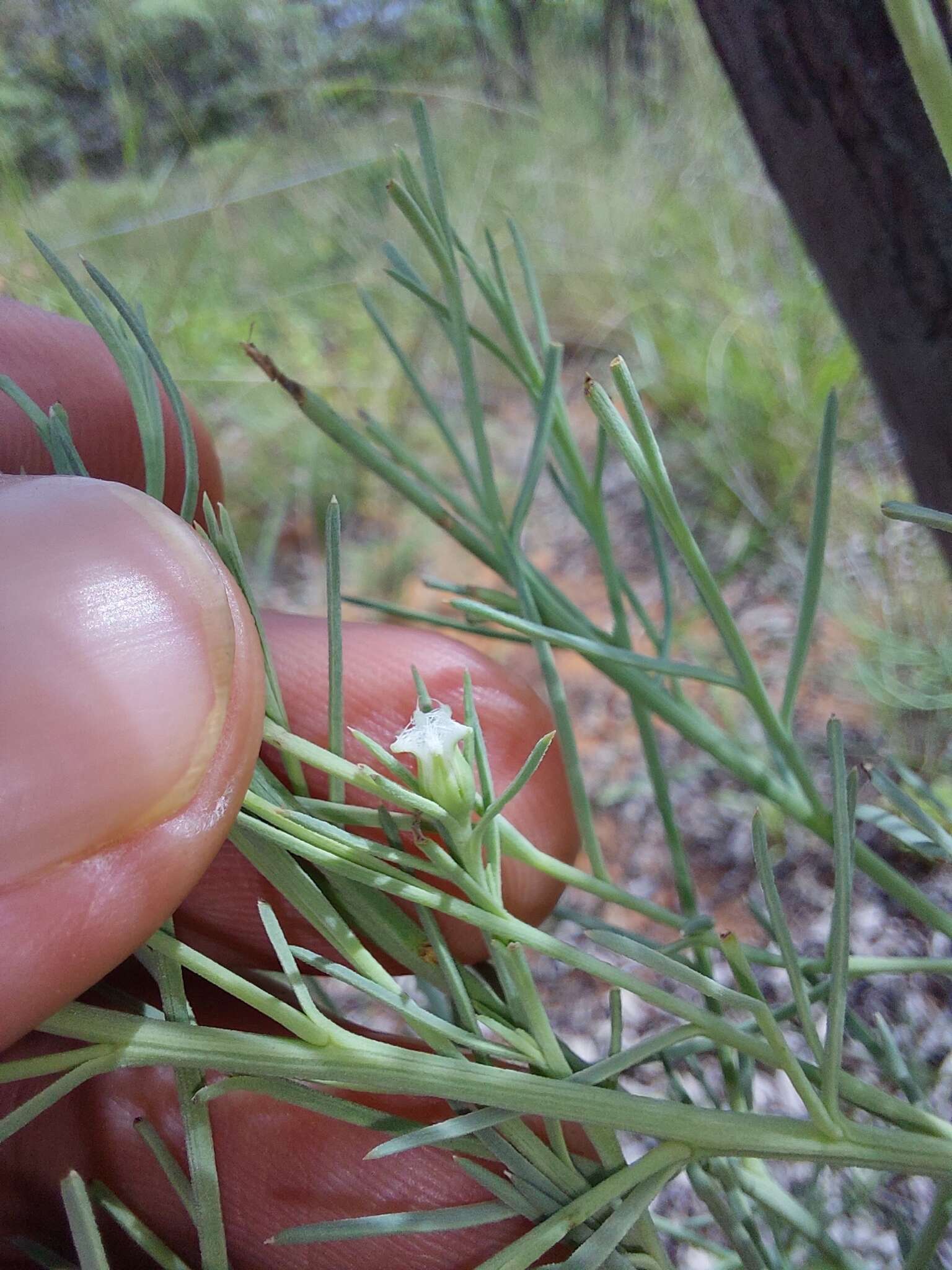 Image of Thesium celatum N. E. Br.