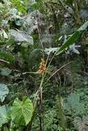 Image de Heliconia impudica Abalo & G. Morales