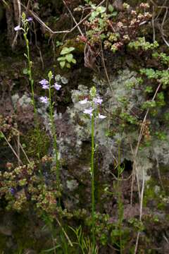 Plancia ëd Nuttallanthus canadensis (L.) D. A. Sutton