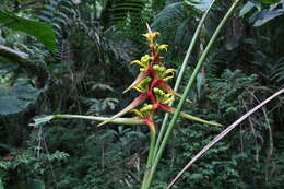 Image de Heliconia impudica Abalo & G. Morales