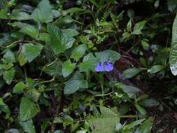 Salvia scutellarioides Kunth resmi