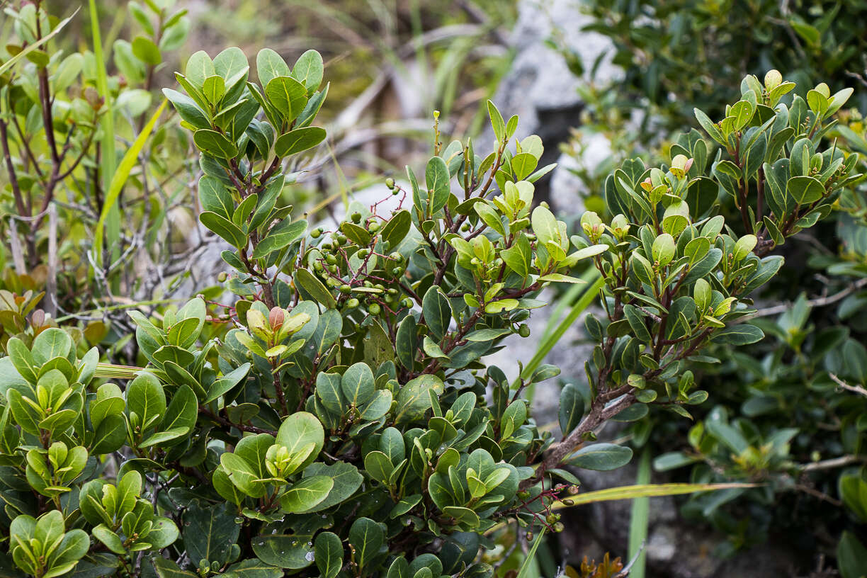 Image of Apodytes abbottii M. J. Potgieter & A. E. van Wyk