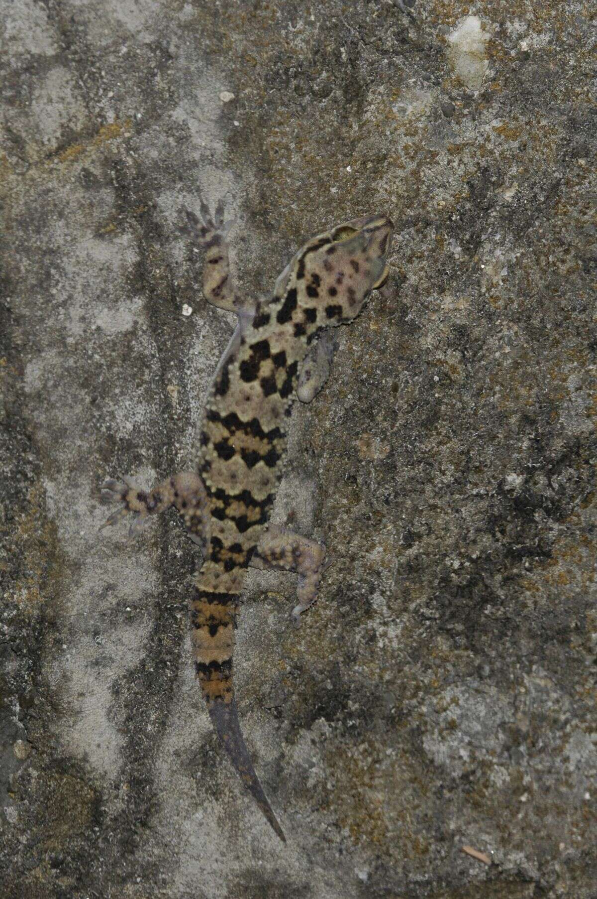 Image of Spotted Leaf-toed Gecko