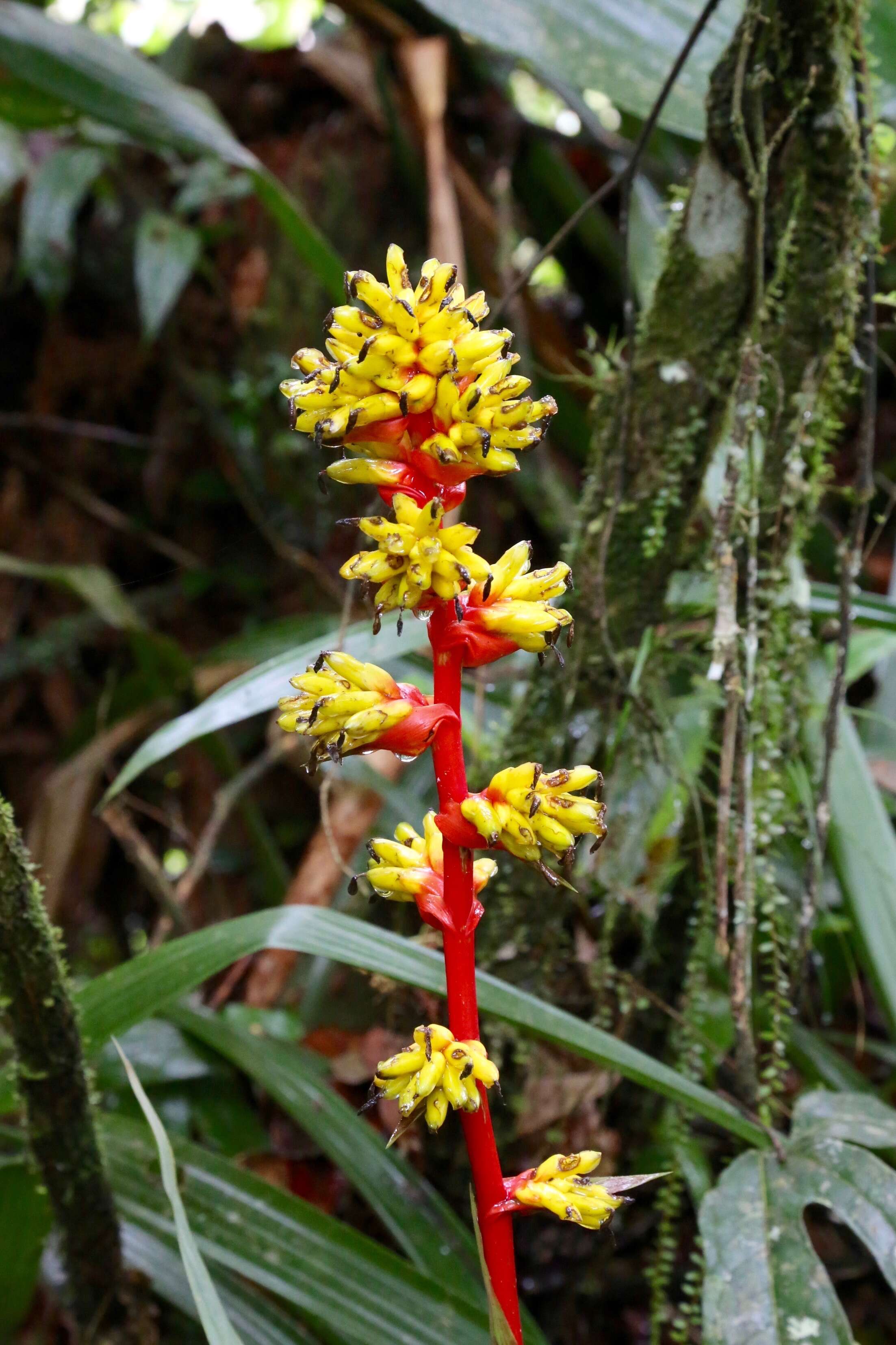 Image of Guzmania weberbaueri Mez