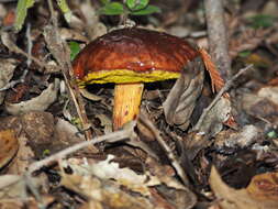 Image of Aureoboletus flaviporus (Earle) Klofac 2010